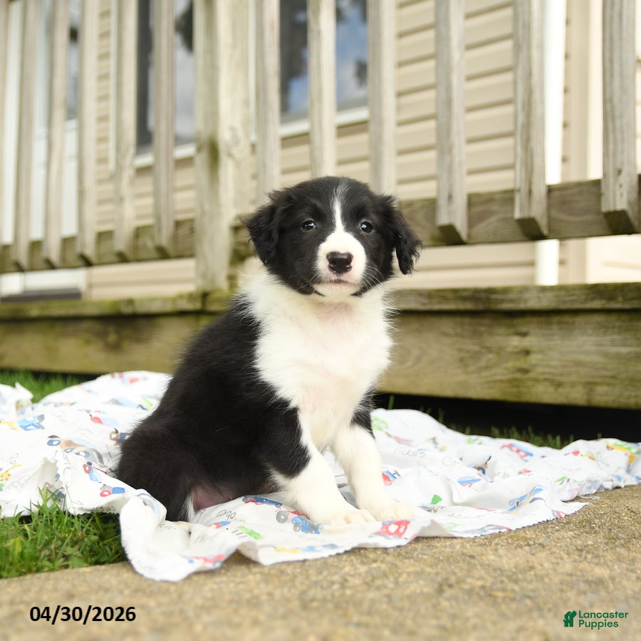 Border Collie dogs Haley - Ad 2