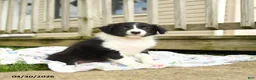 Border Collie dogs for sale: Haley - Ad 2
