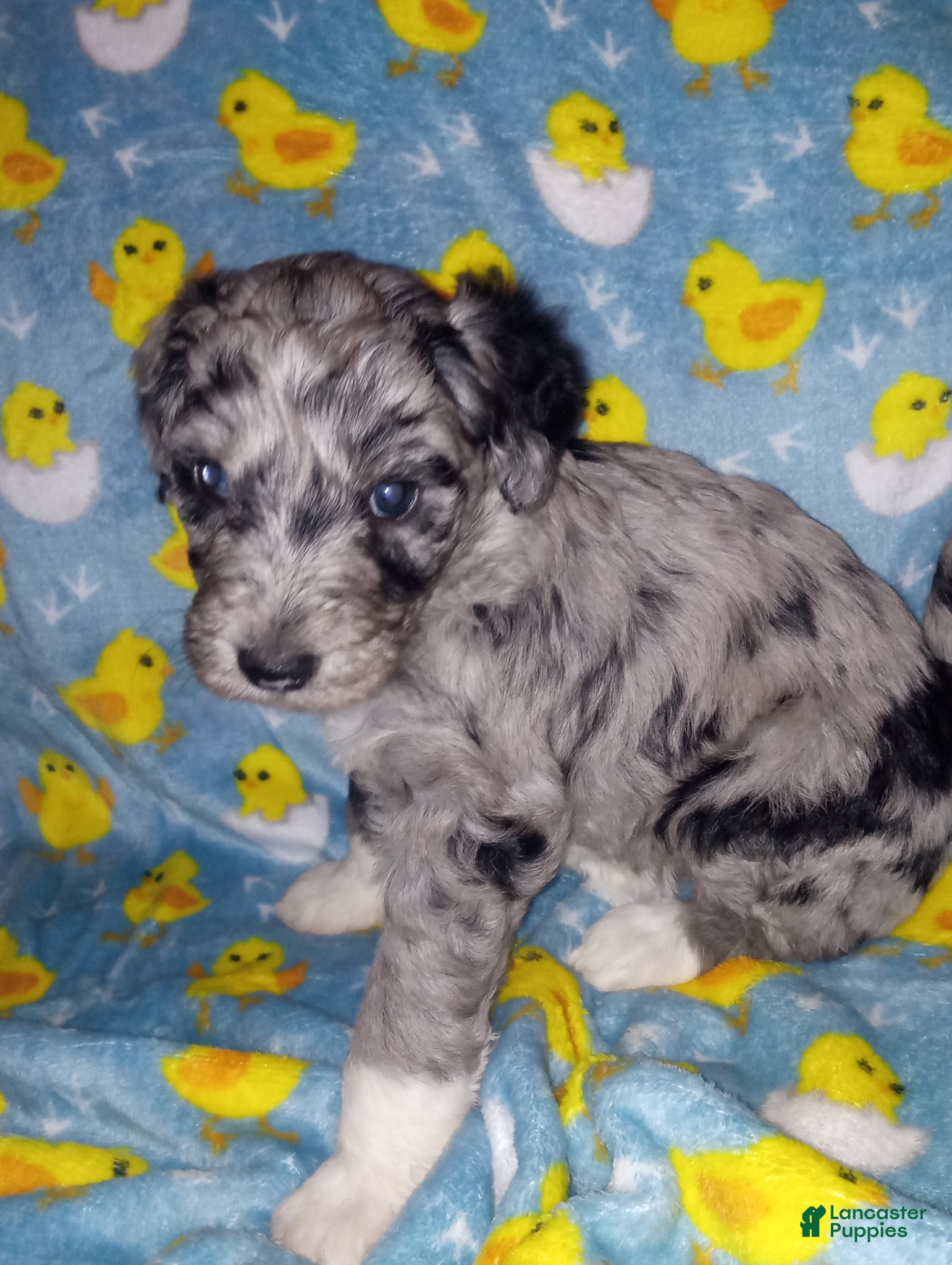 Aussiedoodle dogs Aussiedoodle Puppy 6 - Ad 30