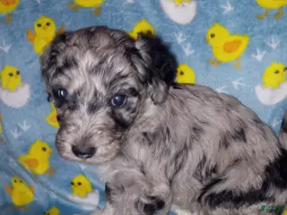 Aussiedoodle dogs Aussiedoodle Puppy 6 - Ad 33