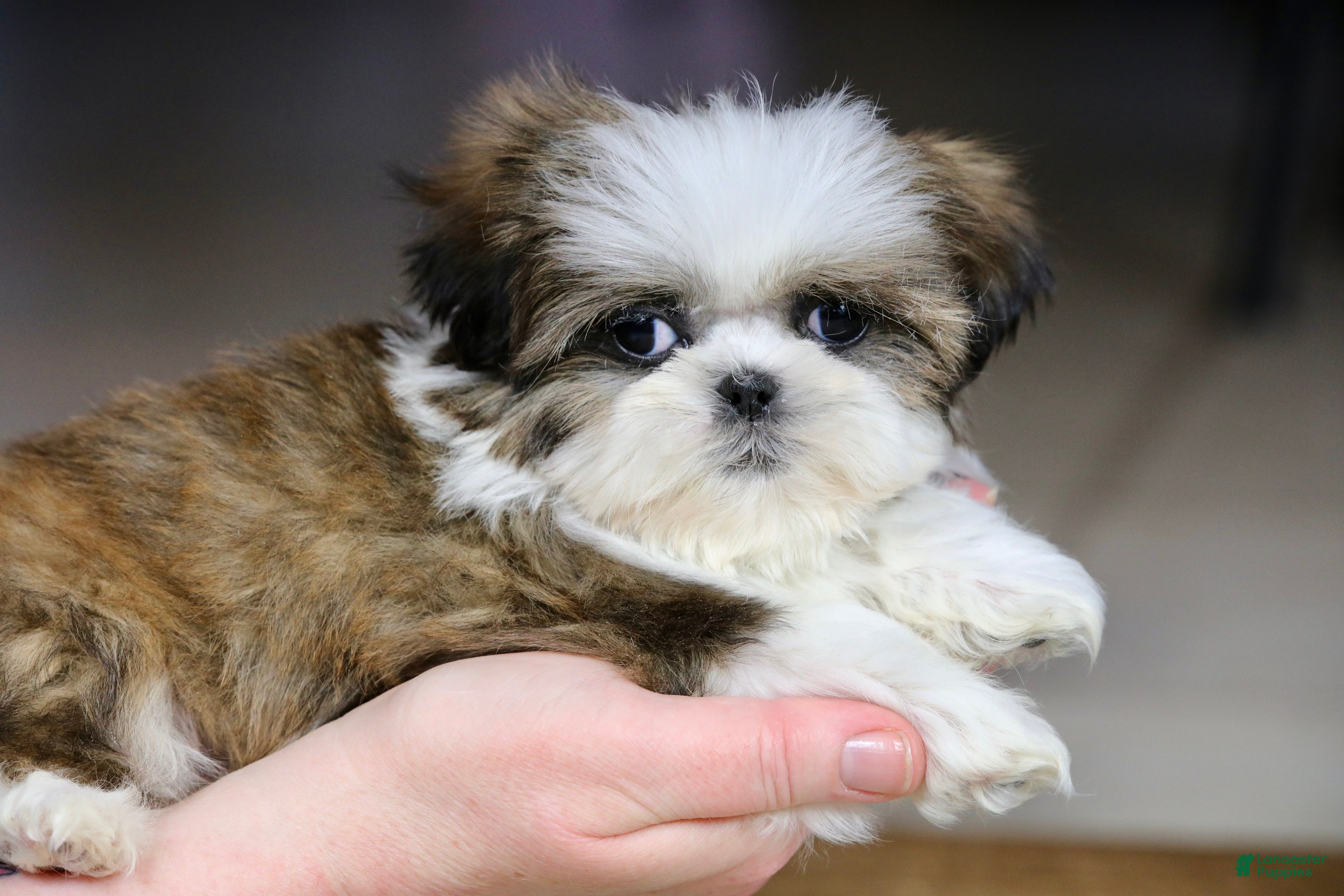 Shih Tzu dogs Weslee - Ad 2