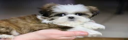 Shih Tzu dogs for sale: Weslee - Ad 2