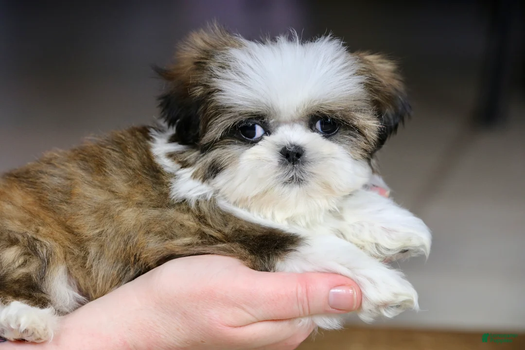 Shih Tzu dogs for sale: Weslee - Ad 2