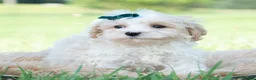 Maltipoo dogs for sale: Flint - Ad 4