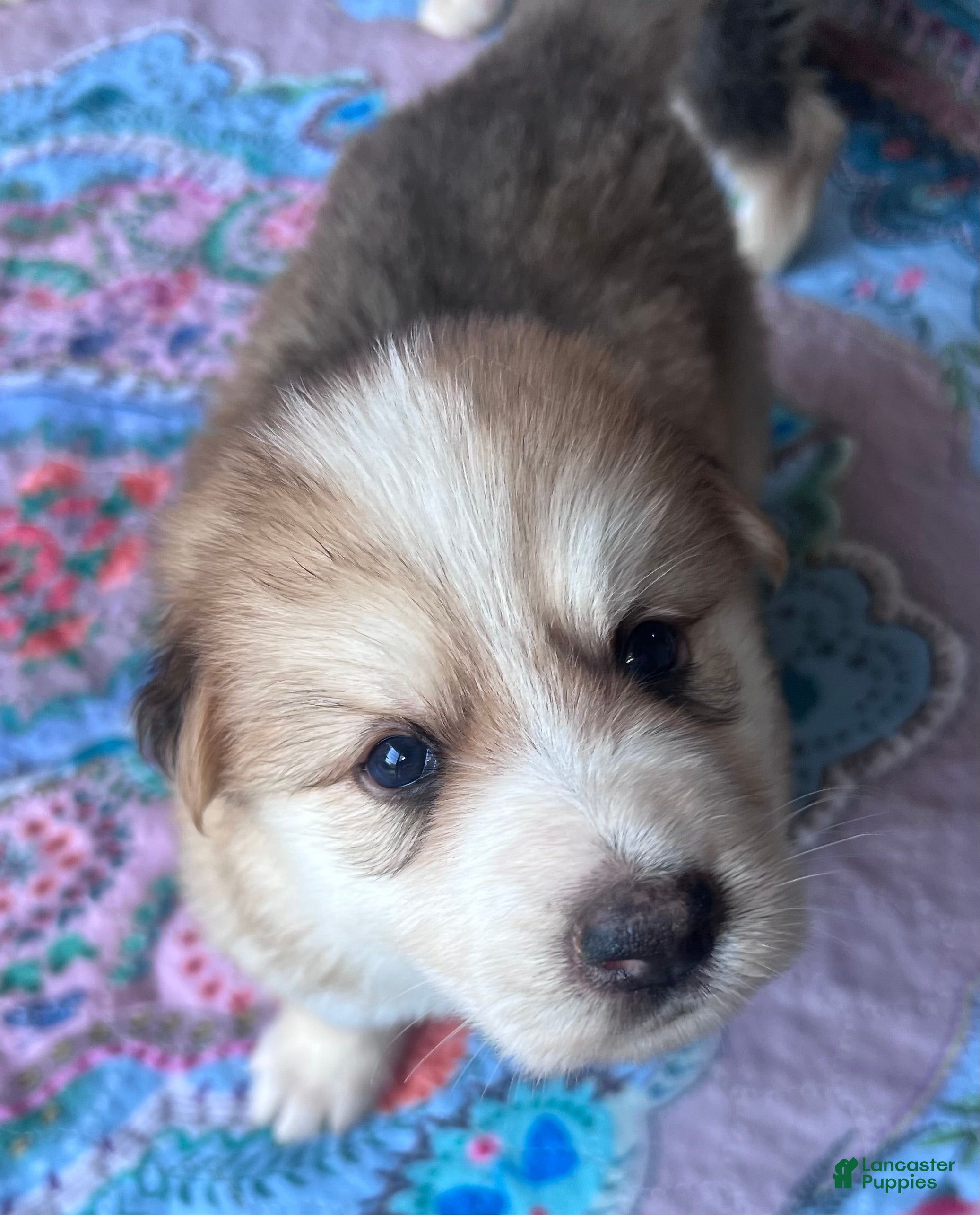German Shepherd dogs German Shepherd Male 1 (Panda) - Ad 2