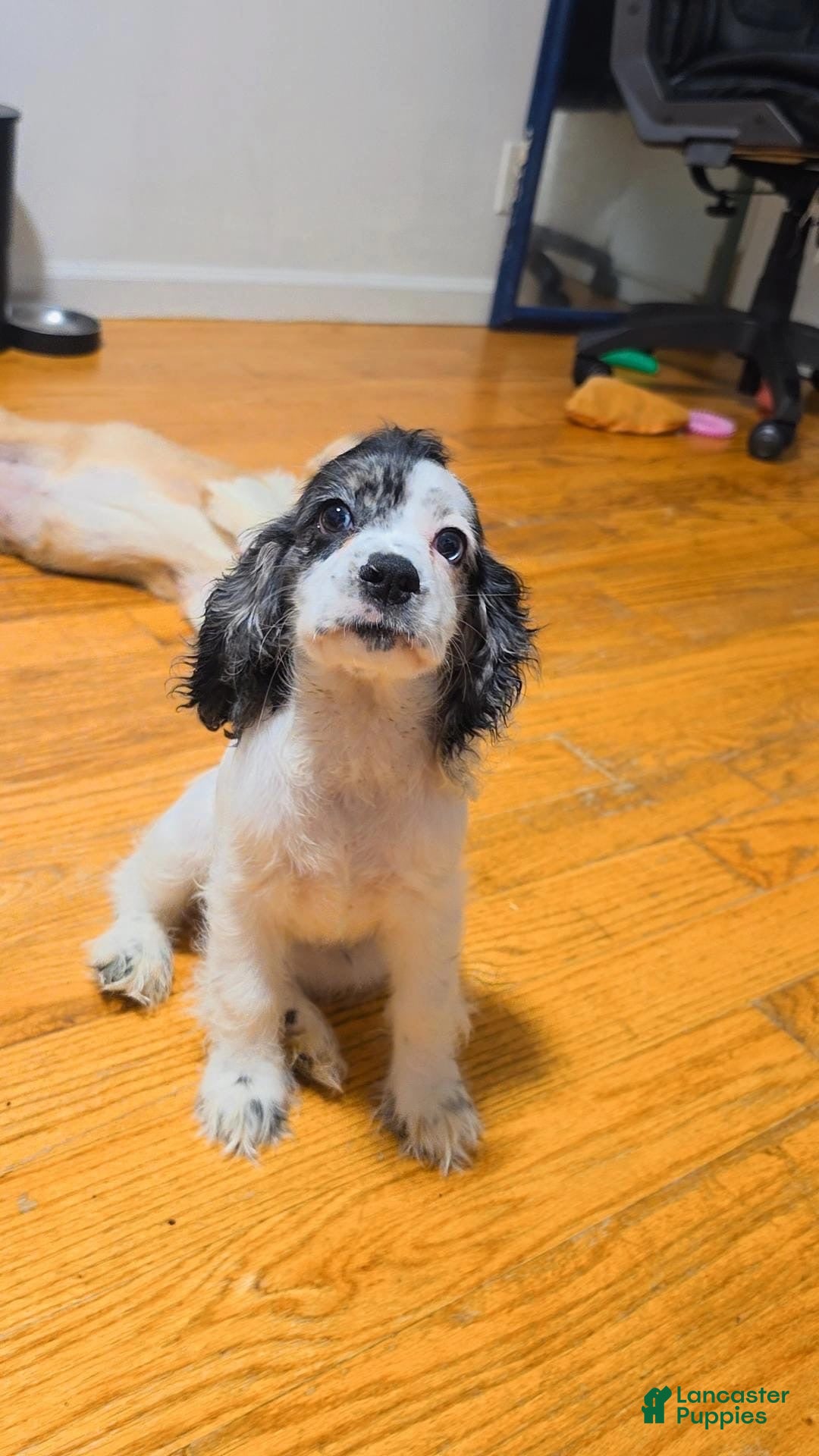Cocker Spaniel dogs Kiara  - Ad 2