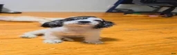 Cocker Spaniel dogs for sale: Kiara  - Ad 2