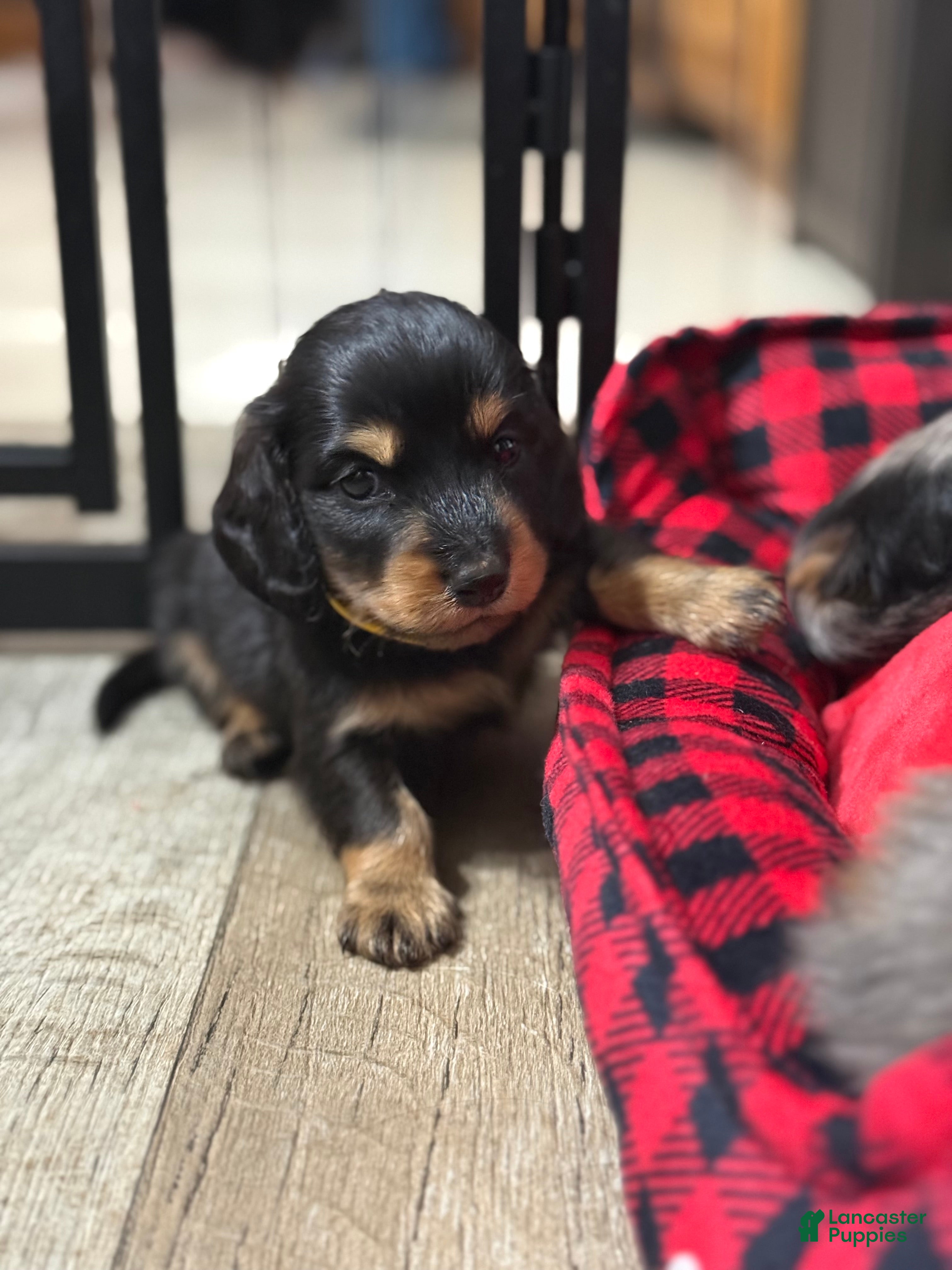 Dachshund dogs Long-haired Black & Tan Male - Ad 19