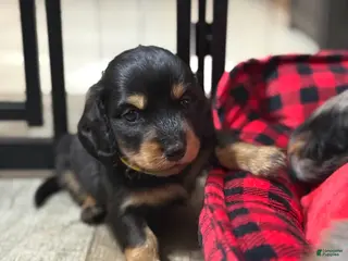 Dachshund dogs Long-haired Black & Cream Male - Ad 19