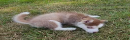 Pomsky dogs for sale: Annabelle - Ad 6