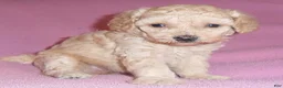 Miniature Poodle dogs for sale: Daisy - Ad 5