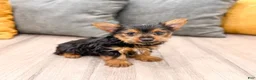 Yorkshire Terrier dogs for sale: Jackie - Ad 3