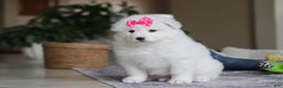 Samoyed dogs for sale: Poppy - Ad 2