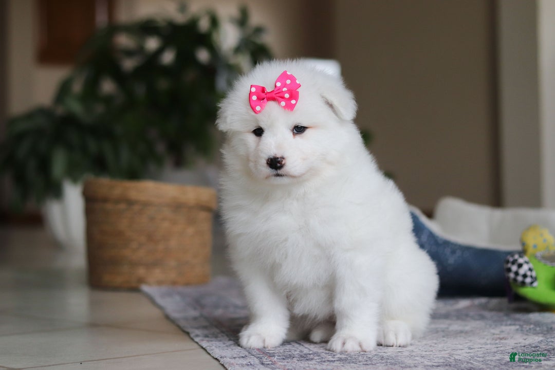 Samoyed dogs for sale: Poppy - Ad 2