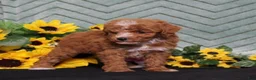 Miniature Poodle dogs for sale: Yodel - Ad 5