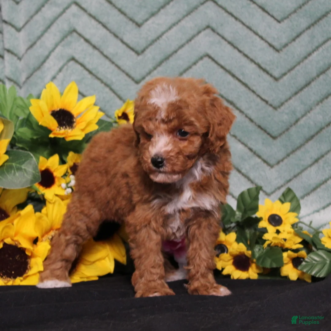 Miniature Poodle dogs for sale: Yodel - Ad 5