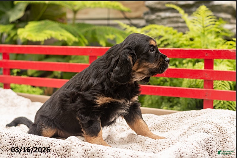 Mixed Breed dogs Fred - Ad 14