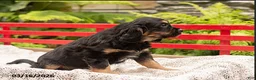 Mixed Breed dogs for sale: Fred - Ad 1