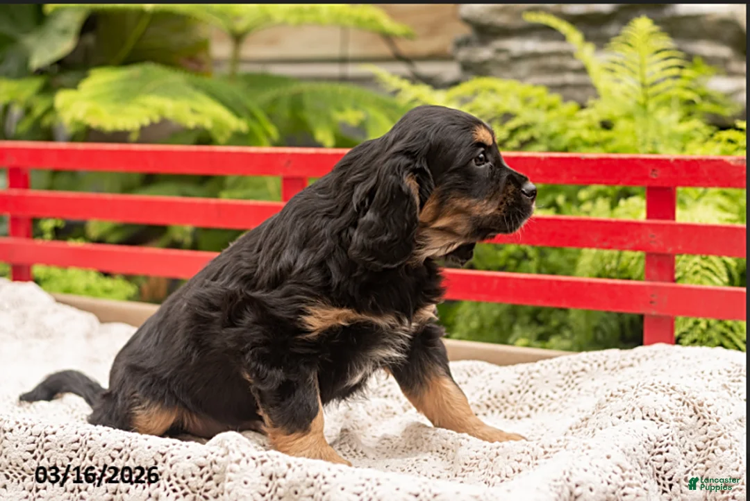 Mixed Breed dogs for sale: Fred - Ad 1