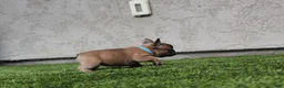 French Bulldog dogs for sale: French Bulldog [Mr Fawn] - Ad 2