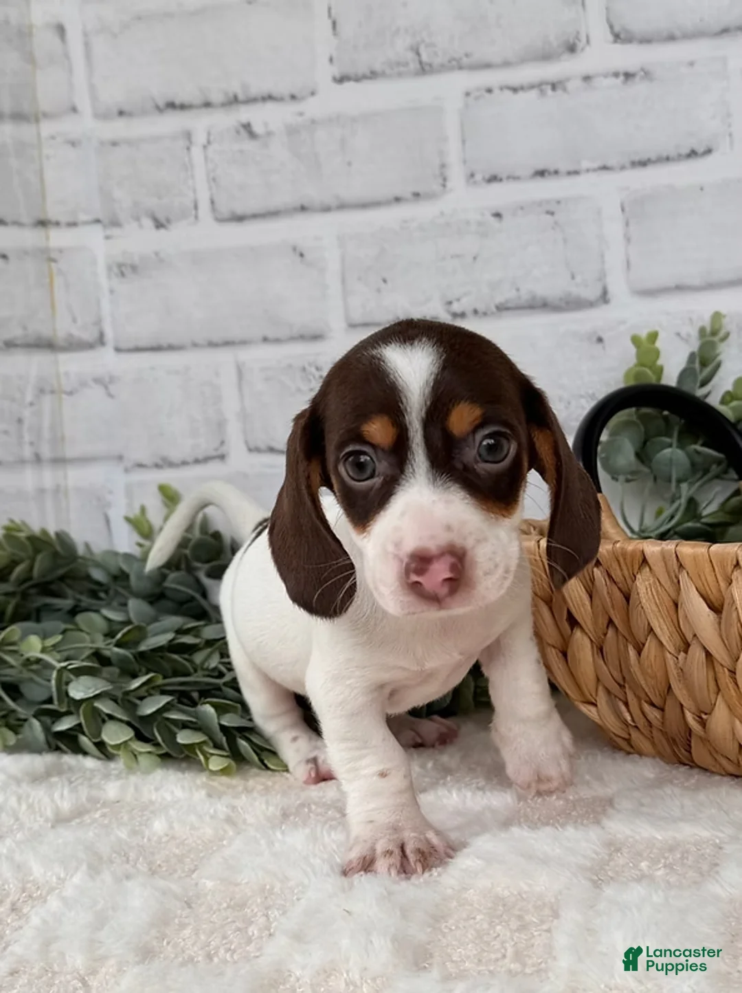 Dachshund dogs for sale: Dachshund Puppy 2 - Ad 2