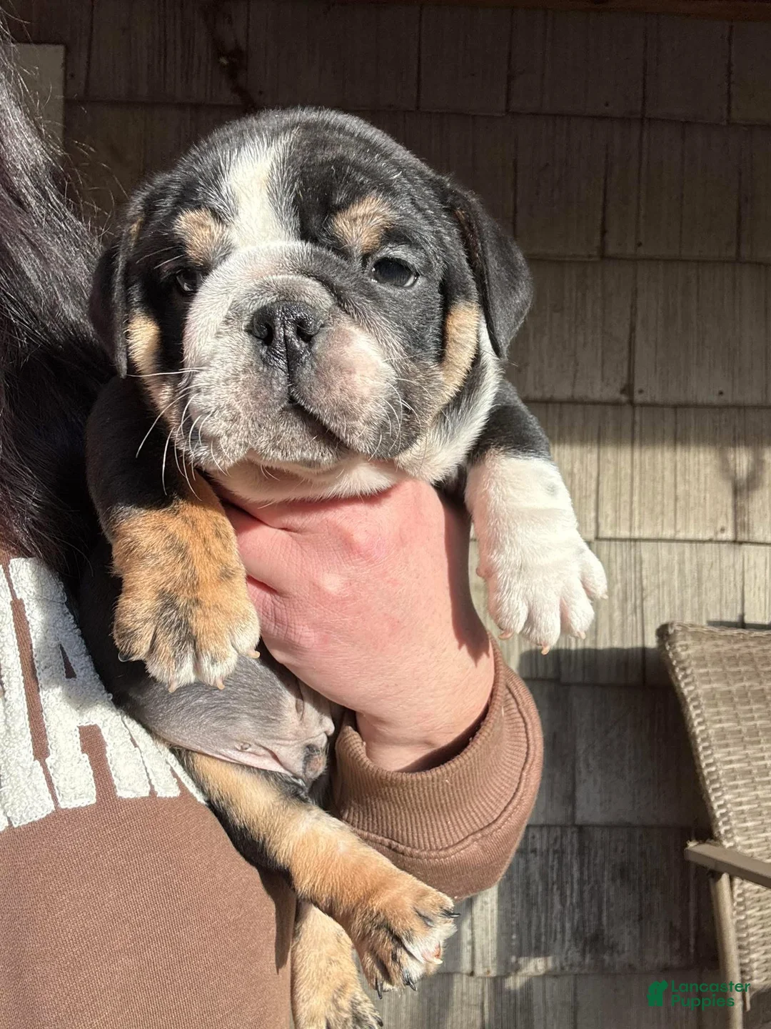 English Bulldog dogs for sale: Charmer - Ad 1