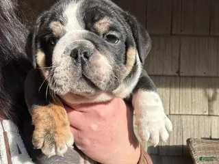 English Bulldog dogs Charmer - Ad 33