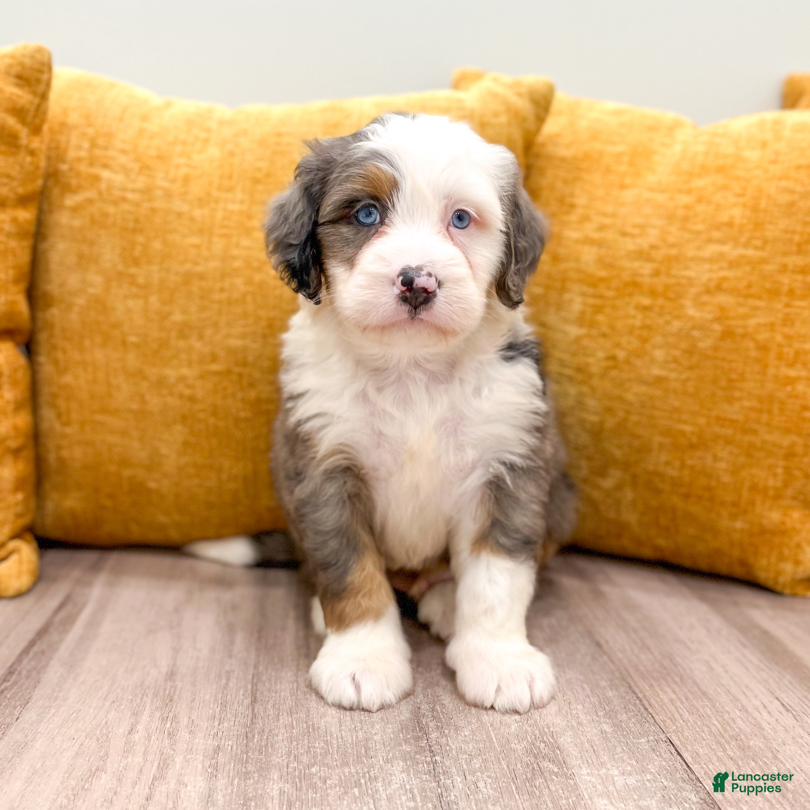 Mini Bernedoodle dogs Wyatt - Ad 2