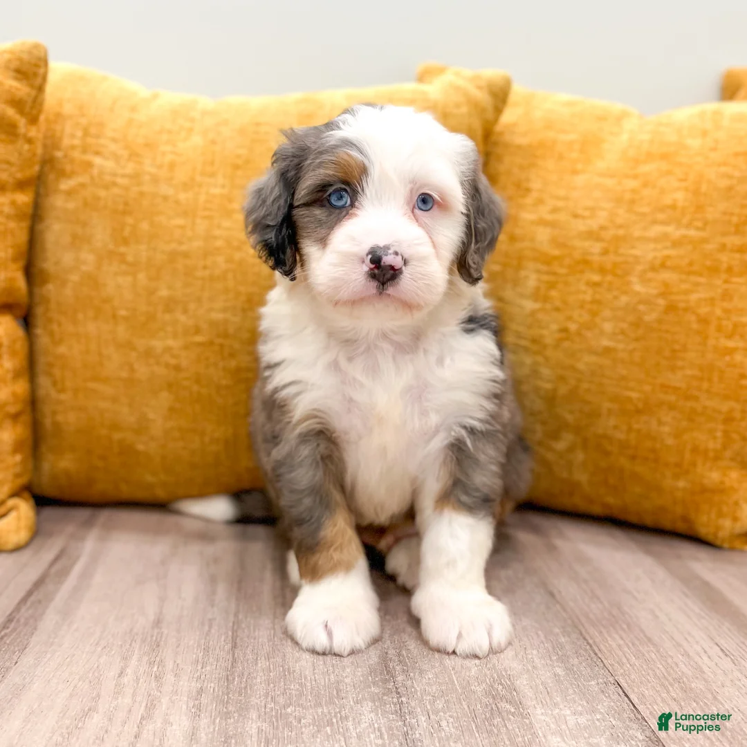 Mini Bernedoodle dogs for sale: Wyatt - Ad 2