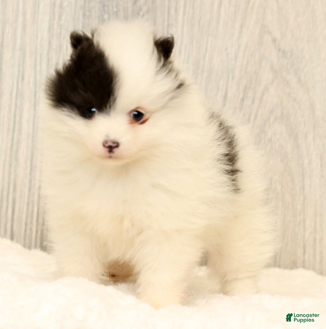Pomeranian dogs for sale: Annabelle - Ad 9
