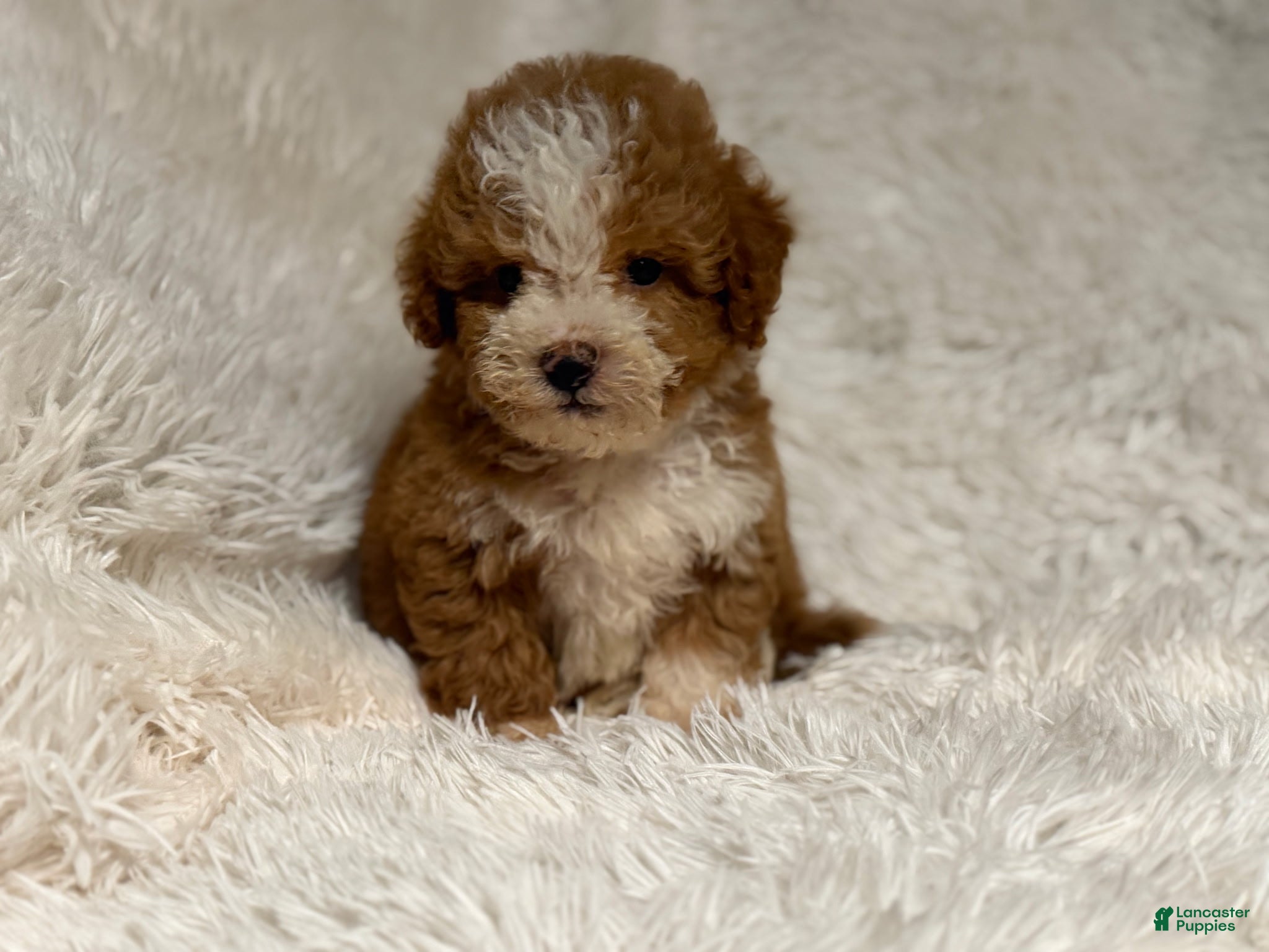 Toy Poodle dogs Bethany - Ad 8