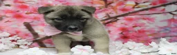 Akita dogs for sale: Braeburn - Ad 10