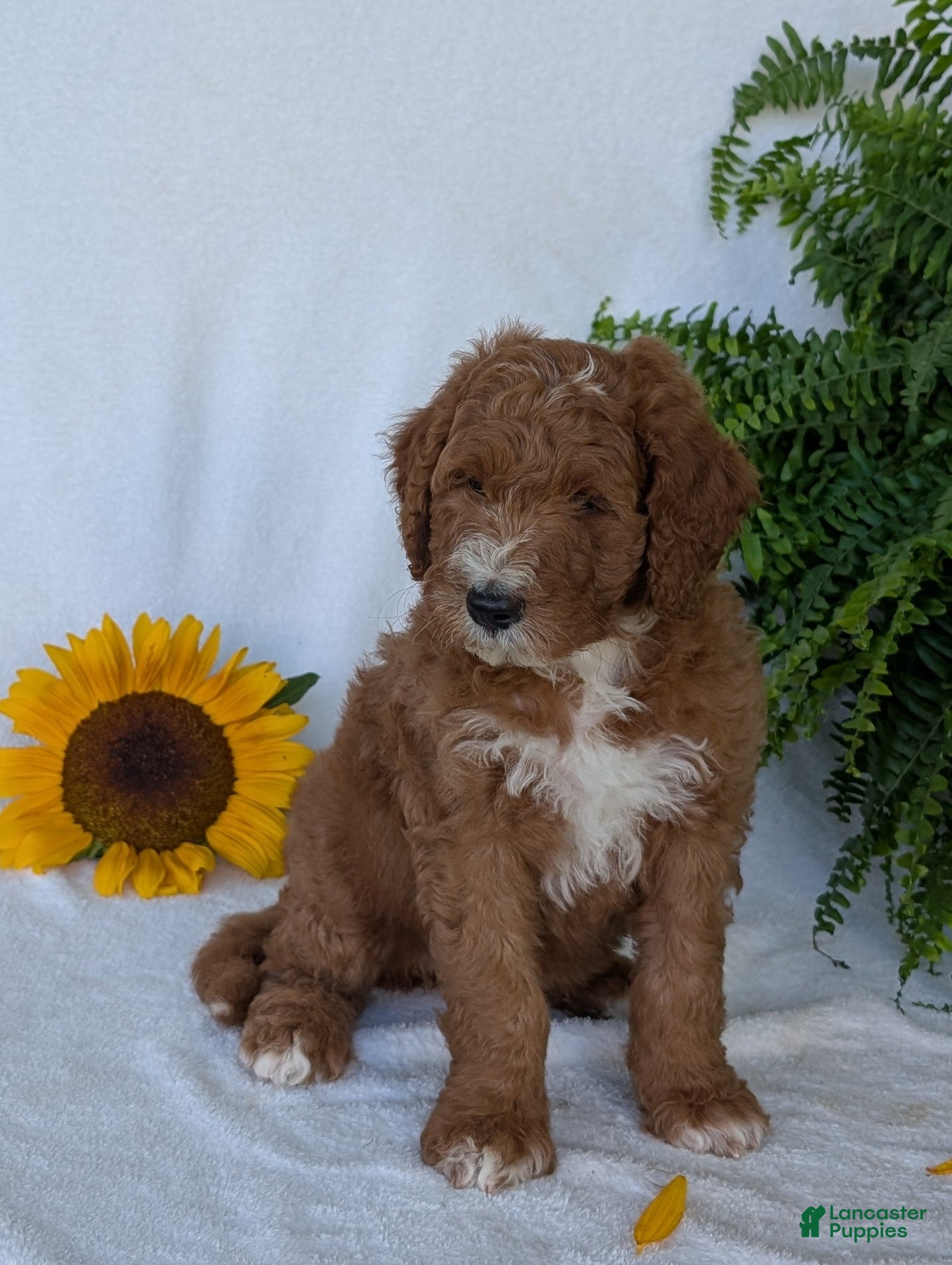 Goldendoodle dogs Lela  - Ad 2