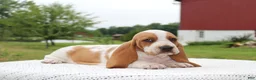 Basset Hound dogs for sale: Pluto - Ad 1
