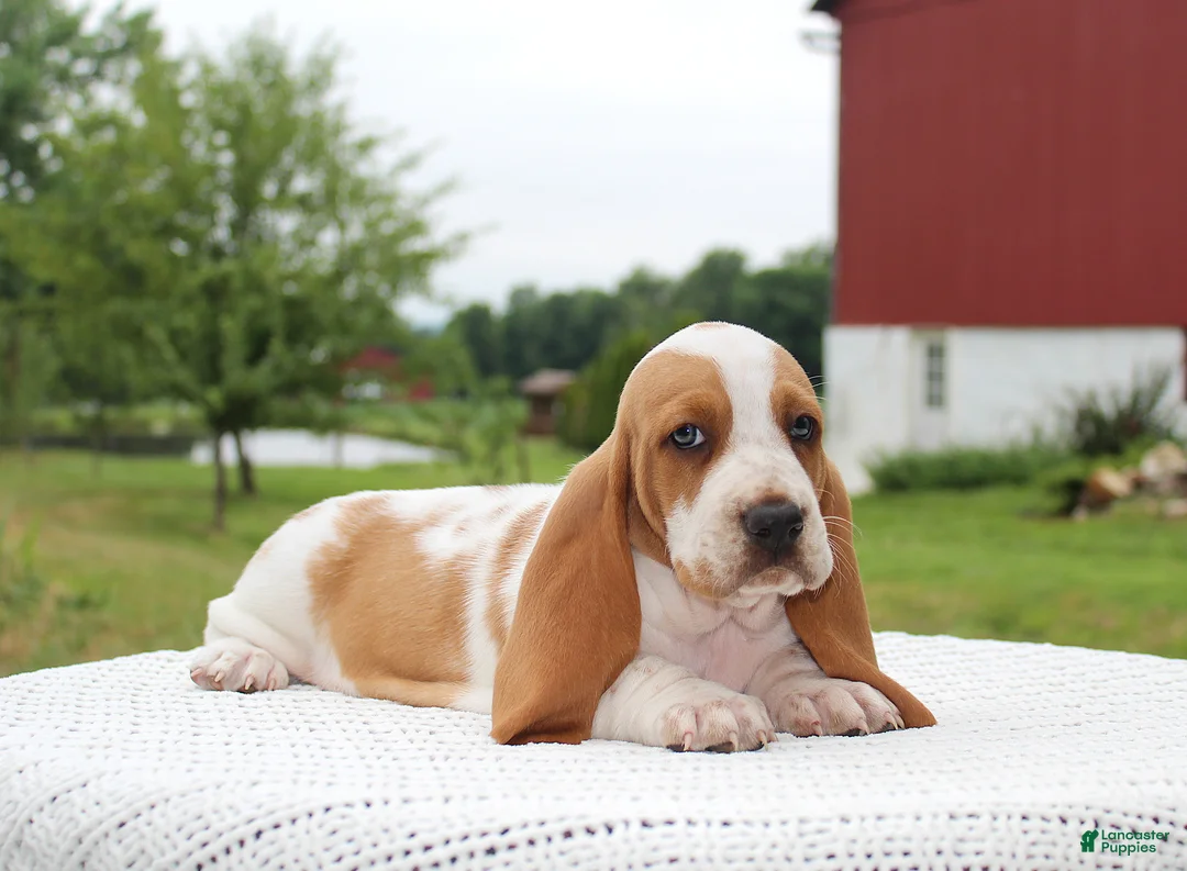 Basset Hound dogs for sale: Pluto - Ad 1