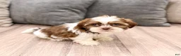 Shih Tzu dogs for sale: Callie - Ad 3