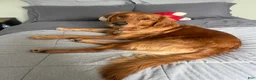 Golden Retriever dogs for sale: Golden Retriever Puppy 2 - Ad 2