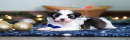 Havanese dogs for sale: Jaspher - Ad 6