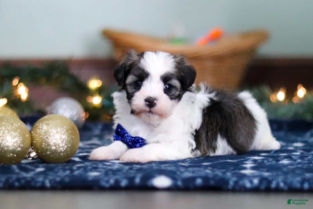 Havanese dogs for sale: Jaspher - Ad 6