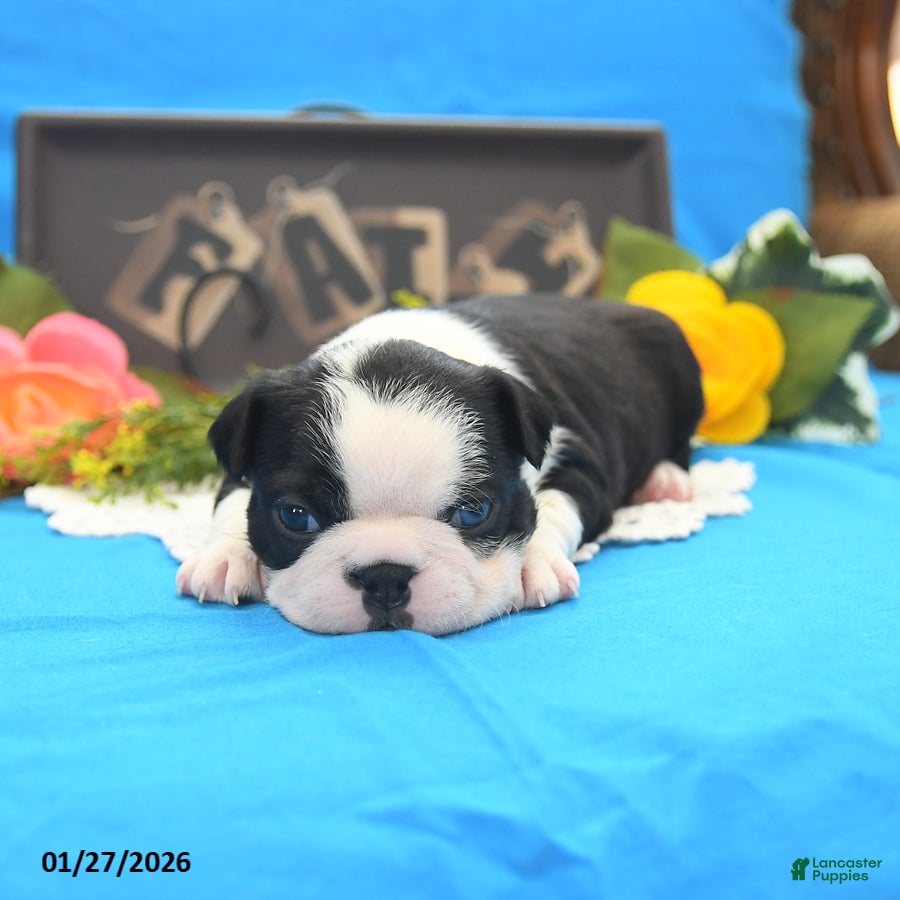 Boston Terrier dogs Rosie - Ad 2