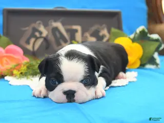 Boston Terrier dogs Rosie - Ad 2