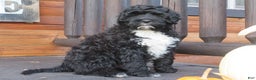 Portuguese Water Dog dogs for sale: Cody - Ad 7
