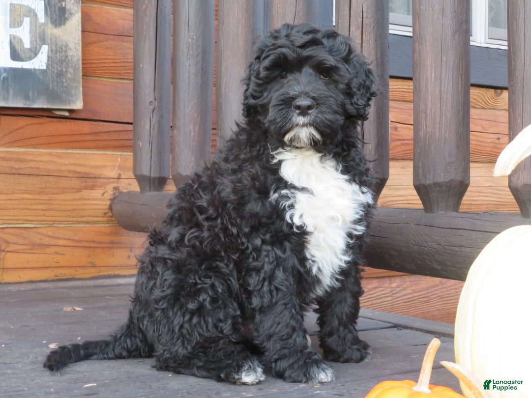 Portuguese Water Dog dogs for sale: Cody - Ad 7