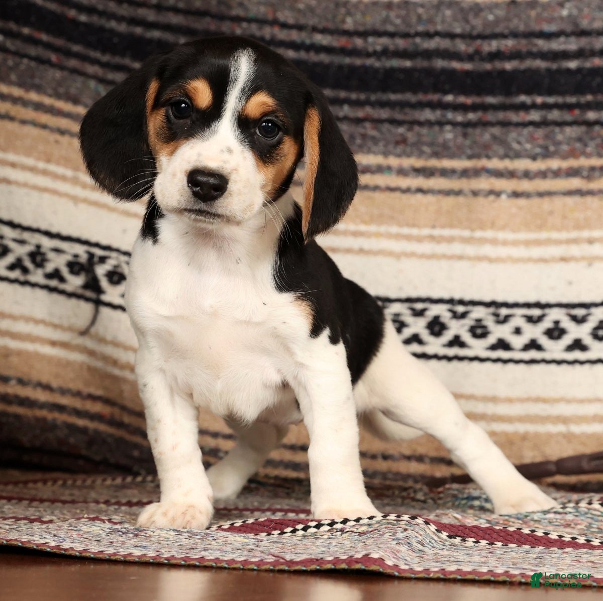 Beagle dogs Marshmallow - Ad 9