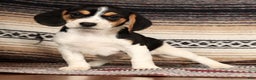 Beagle dogs for sale: Marshmallow - Ad 1