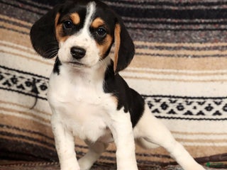Beagle dogs Marshmallow - Ad 11