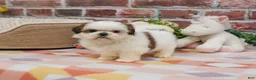 Shih Tzu dogs for sale: Freckles  - Ad 4