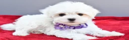 Maltese dogs for sale: Donna - Ad 7