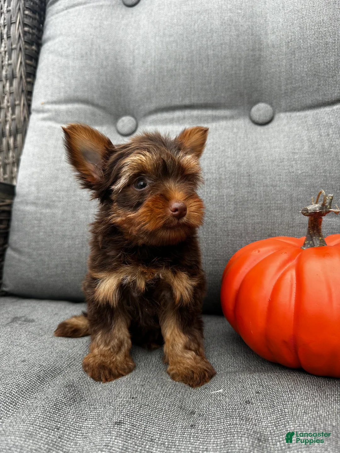 Yorkshire Terrier dogs for sale: Cash - Ad 1