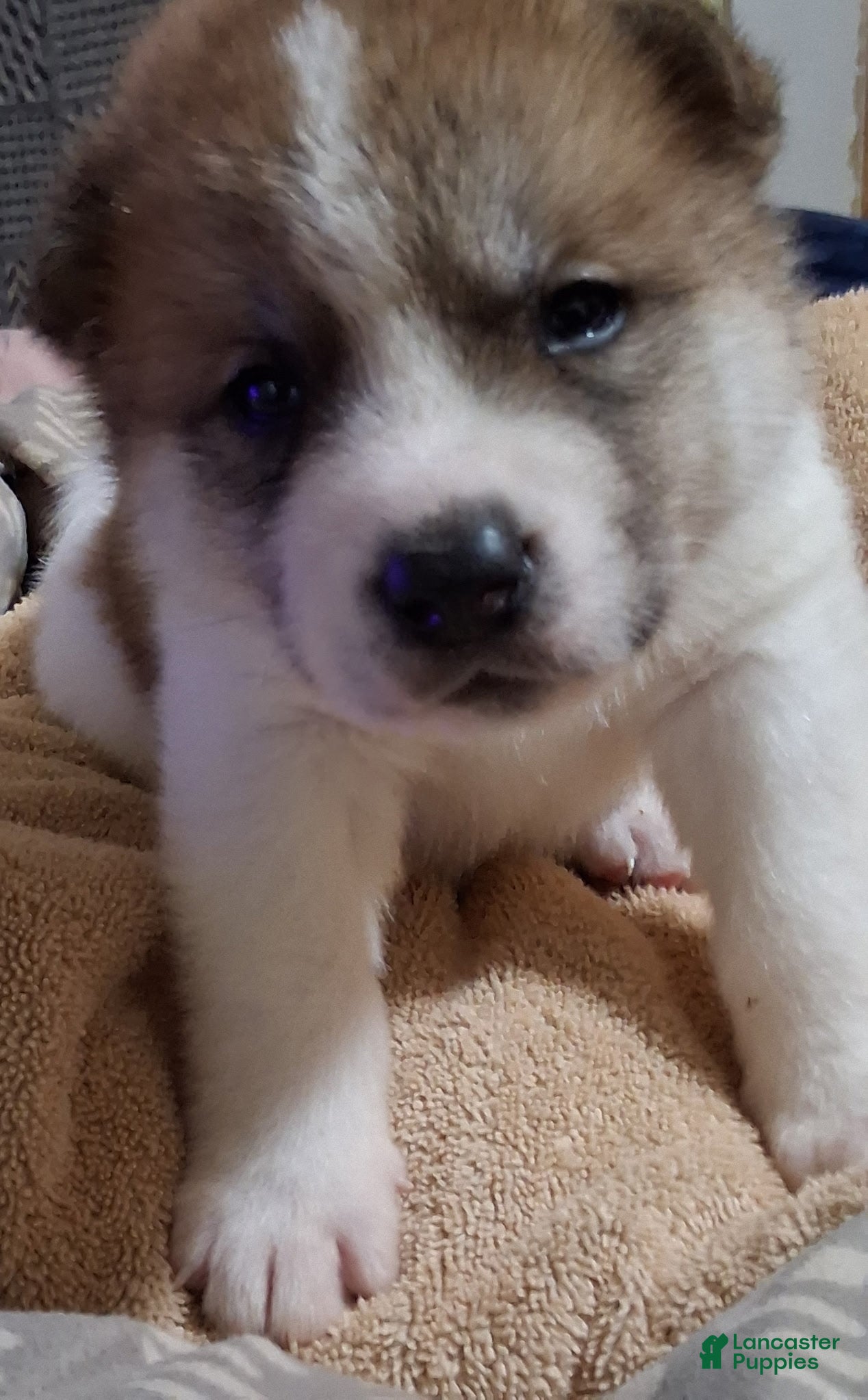 Akita dogs Cypress - Ad 1